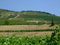 Hétszolo vineyards